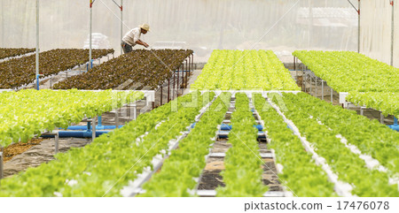 Organic hydroponic vegetable garden 17476078