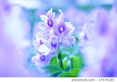 水葫蘆 17476185