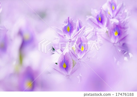 水葫蘆 水葫蘆 17476188