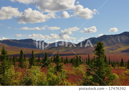 Nature conservation area Denali National Park Alaska 17476392
