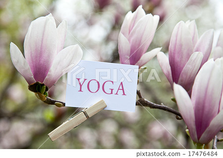 The Word „Yoga“ attached to a magnolia tree The Word „Yoga“ attached to a magnolia tree 17476484