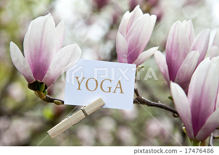 The Word „Yoga“ attached to a magnolia tree The Word „Yoga“ attached to a magnolia tree 17476486