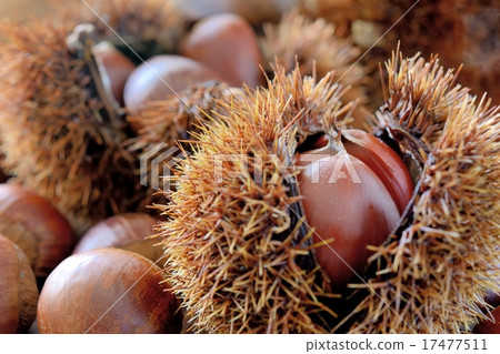 Kuri和Ikugari Kuri和Ikugari 17477511