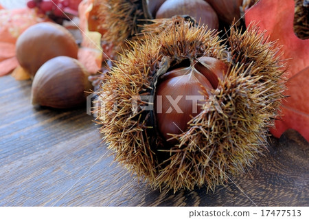 栗子和wiggrass五穀背景 17477513