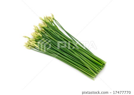 大蒜花 17477770