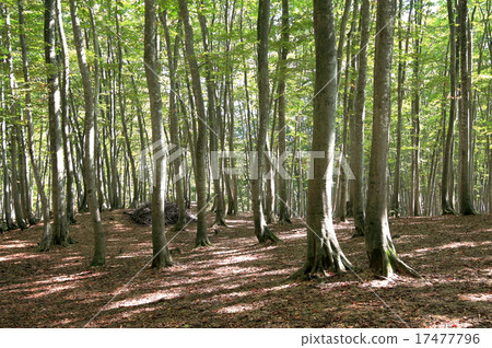 Beech forest Beech forest 17477796