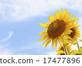 向日葵花 17477896