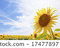 向日葵花 17477897