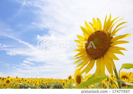 向日葵花 17477897