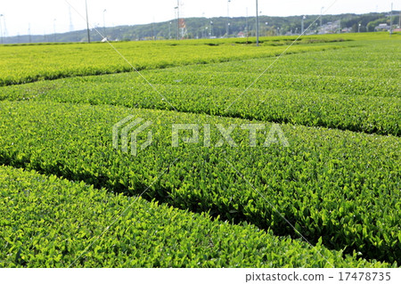 生產Sayama茶的區域 17478735