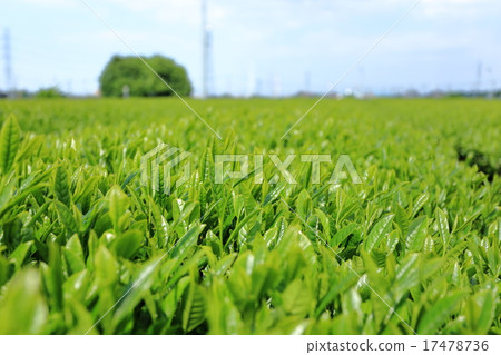 Producing area of Sayama tea 17478736