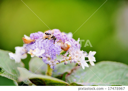 Tama hydrangea and bees 17478967