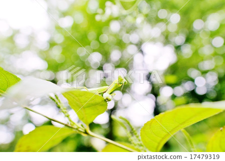 Mantis Mantis 17479319