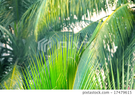 Coconut green palm tree 17479615