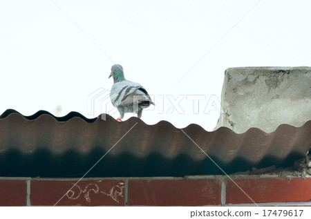 White dove against sky concept for freedom, peace  17479617