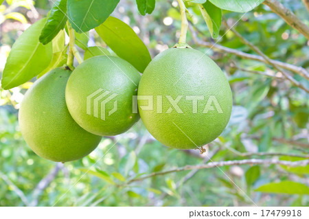 Green grapefruit growing on tree. Green grapefruit growing on tree. 17479918