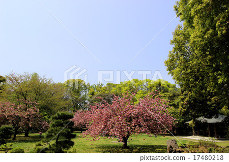 Cherry blossoms at Kiyosumi garden Cherry blossoms at Kiyosumi garden 17480218