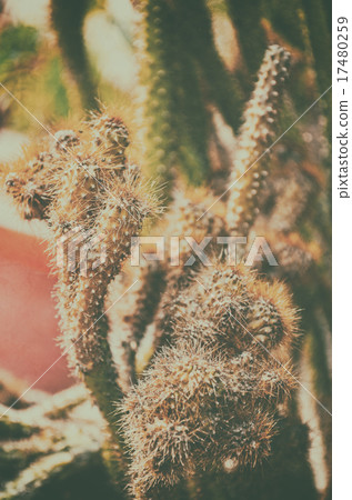 Close up portrait of dry tree image 17480259