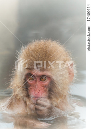 Outside bath indoor monkeys enjoying an outdoor bath Outside bath indoor monkeys enjoying an outdoor bath 17480634