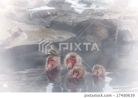 Osasu的露天浴猴享受戶外浴 17480639
