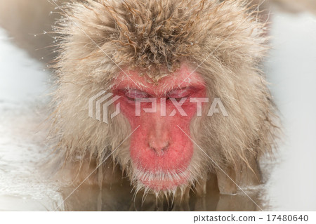 Osasu of open-air bath monkeys enjoying an outdoor bath 17480640
