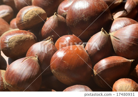 Chestnut fruit Chestnut fruit 17480931