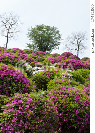 Kegami淨水廠杜鵑花 17481060