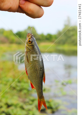 rudd caught on the hook in the hand 17481441