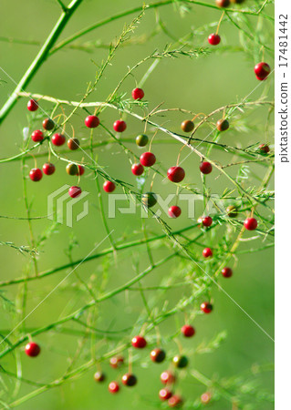 fruits of asparagus officinalis 17481442