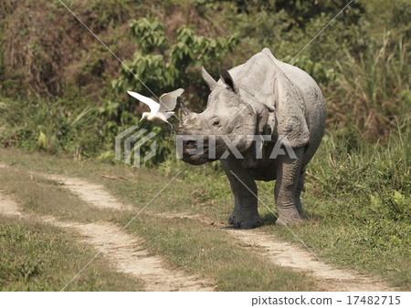 Rhinoceros 17482715