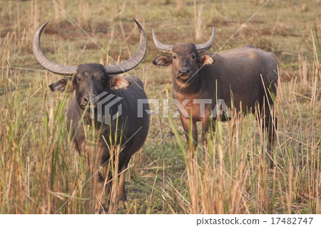 Wild Asiatic Buffalo 17482747