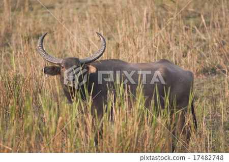 Bull Asiatic Buffalo 17482748