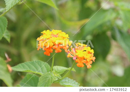 Lantana Lantana 17483912