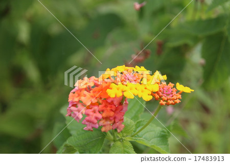 Lantana Lantana 17483913