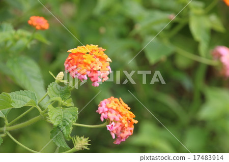 Lantana 17483914