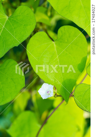 媽媽Asagao 17484027