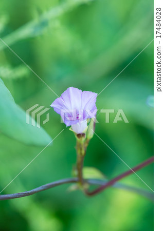 紅花豆牽牛花 紅花豆牽牛花 17484028