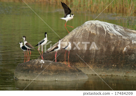 Play Seita Kashigi 17484209