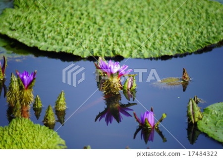 Omnibus of Fukushimaigata Omnibus of Fukushimaigata 17484322