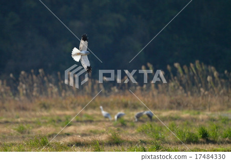 Hiyoshi Hijyu 17484330