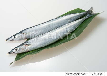 秋刀魚 17484385
