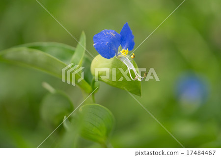 Axilla 17484467