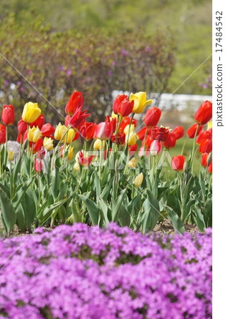 Shibaura and tulip 17484542