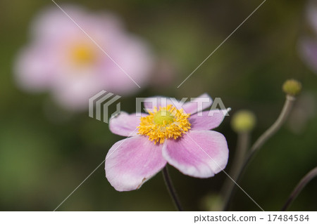 打破碗花花 17484584