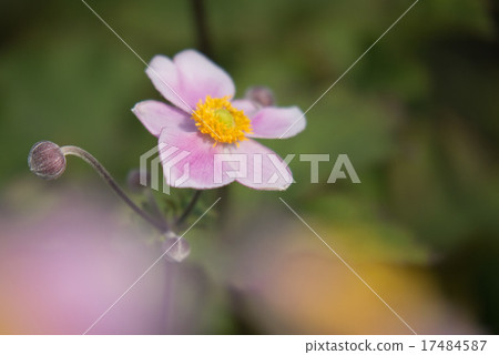 打破碗花花 打破碗花花 17484587