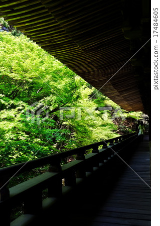 Fresh green Fresh green 17484605