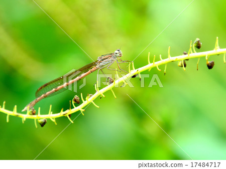 線程蜻蜓“Otsunombo” 17484717