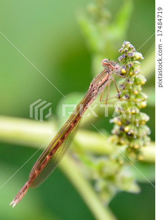線程蜻蜓“Otsunombo” 17484719
