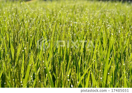 Morning rice field Morning rice field 17485031