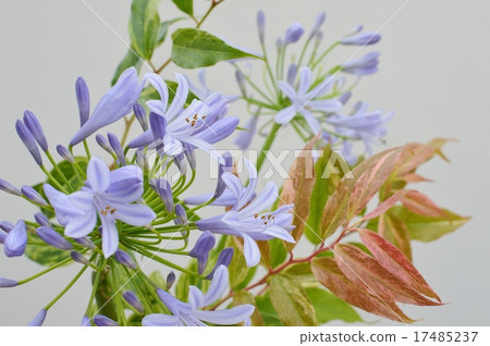 Agapanthus和Seiyo Iwananten的葉子 17485237